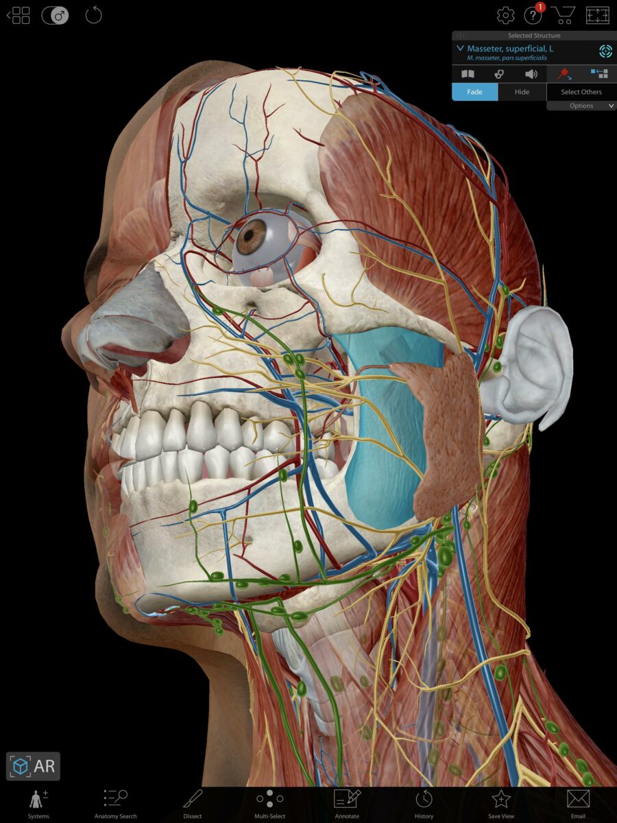 human anatomy atlas скачать бесплатно
